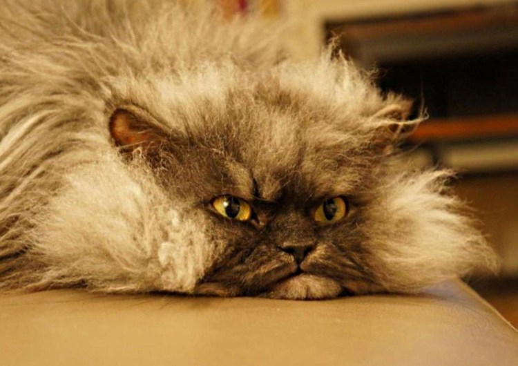 Кошка взъерошенная порода