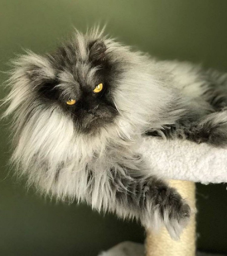 Взъерошенный котенок