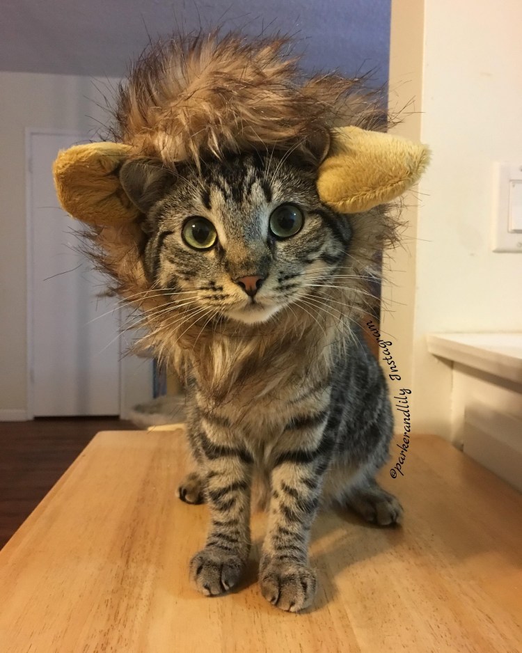 Кот шерсть дыбом