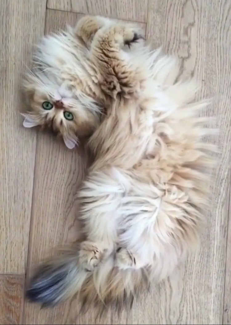 Взъерошенный кот Мем