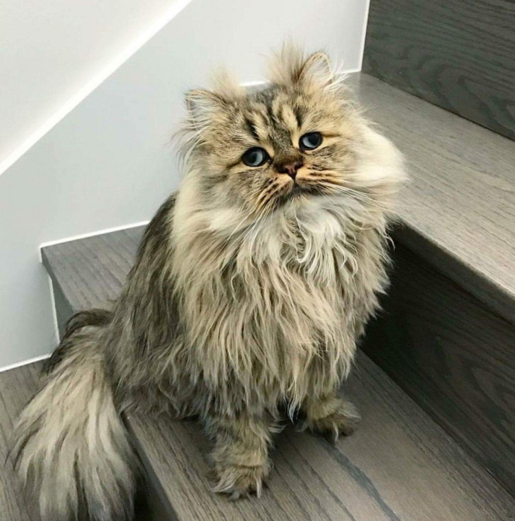 Злой лохматый кот