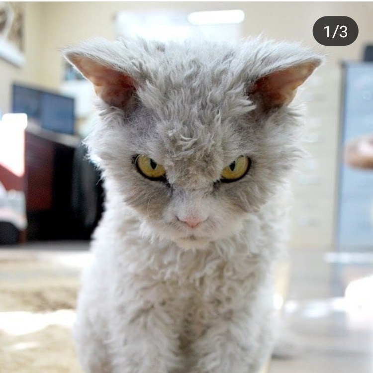 Канадский кот Атчум порода