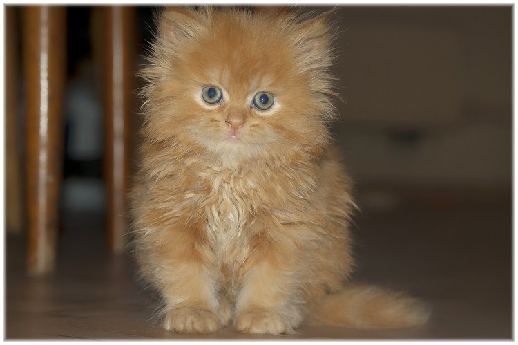 Валерьянка прикол