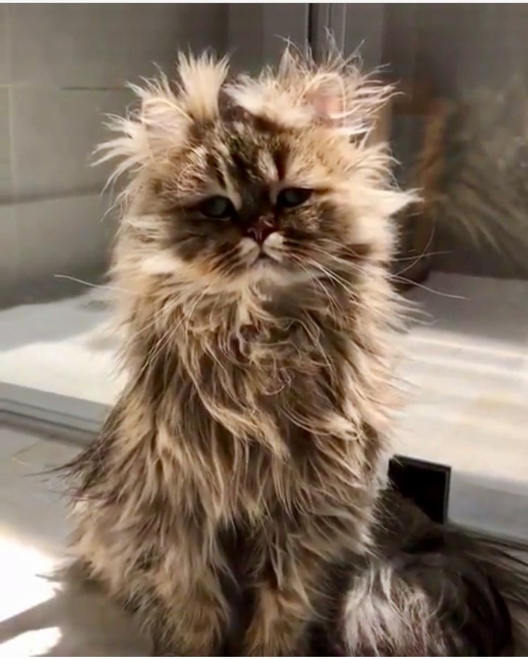 Смешной лохматый кот