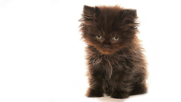 Злой рыжий котенок