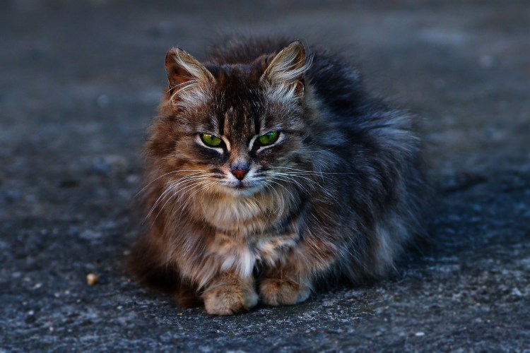 Атчум порода