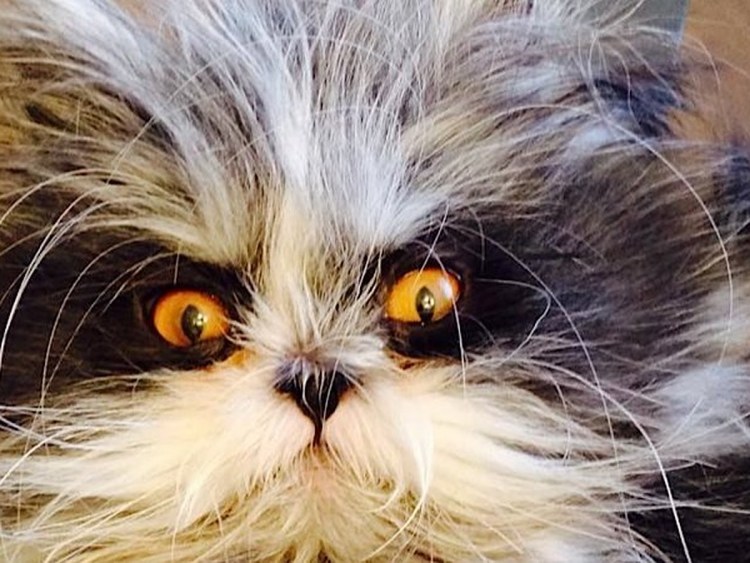 Взъерошенный котенок