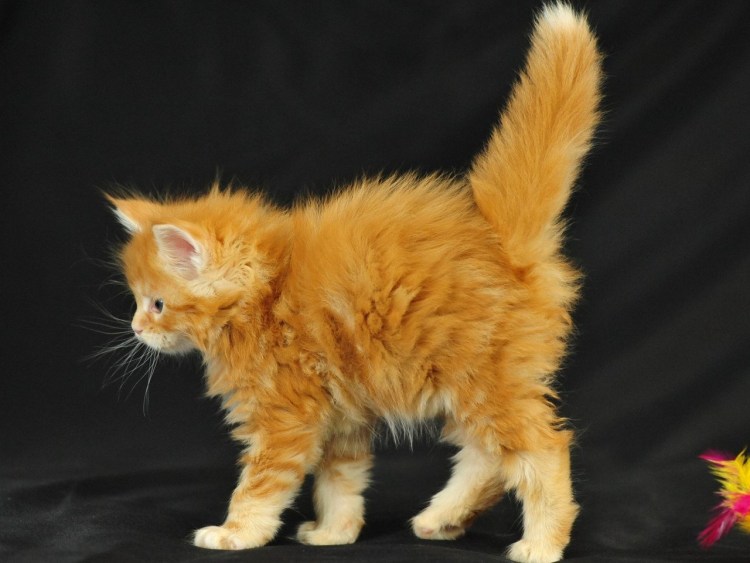 Взъерошенная черная кошка