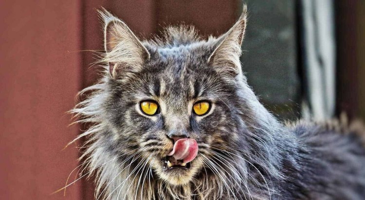 Пушистая кошка