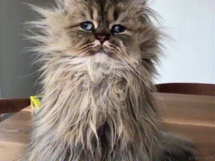 Рыжий персидский кот