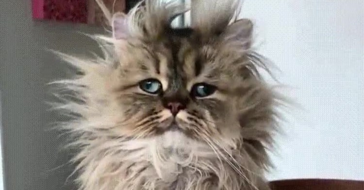 Селкирк рекс Альберт