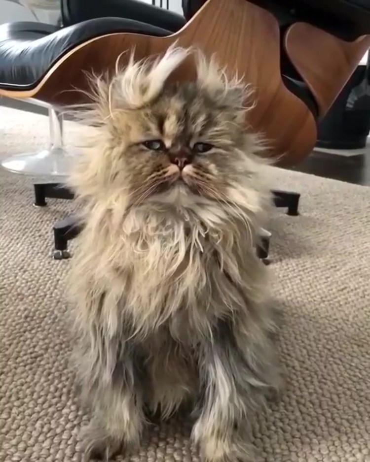 Сибирская кошка