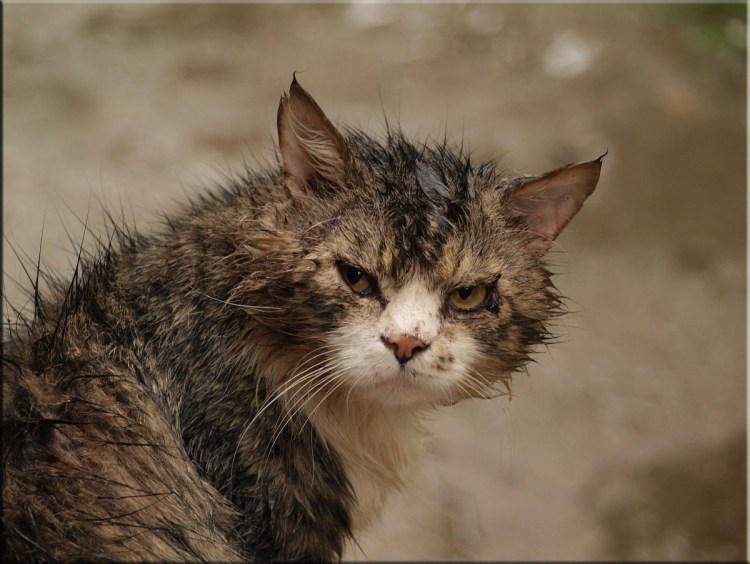 Рыжий лохматый котенок