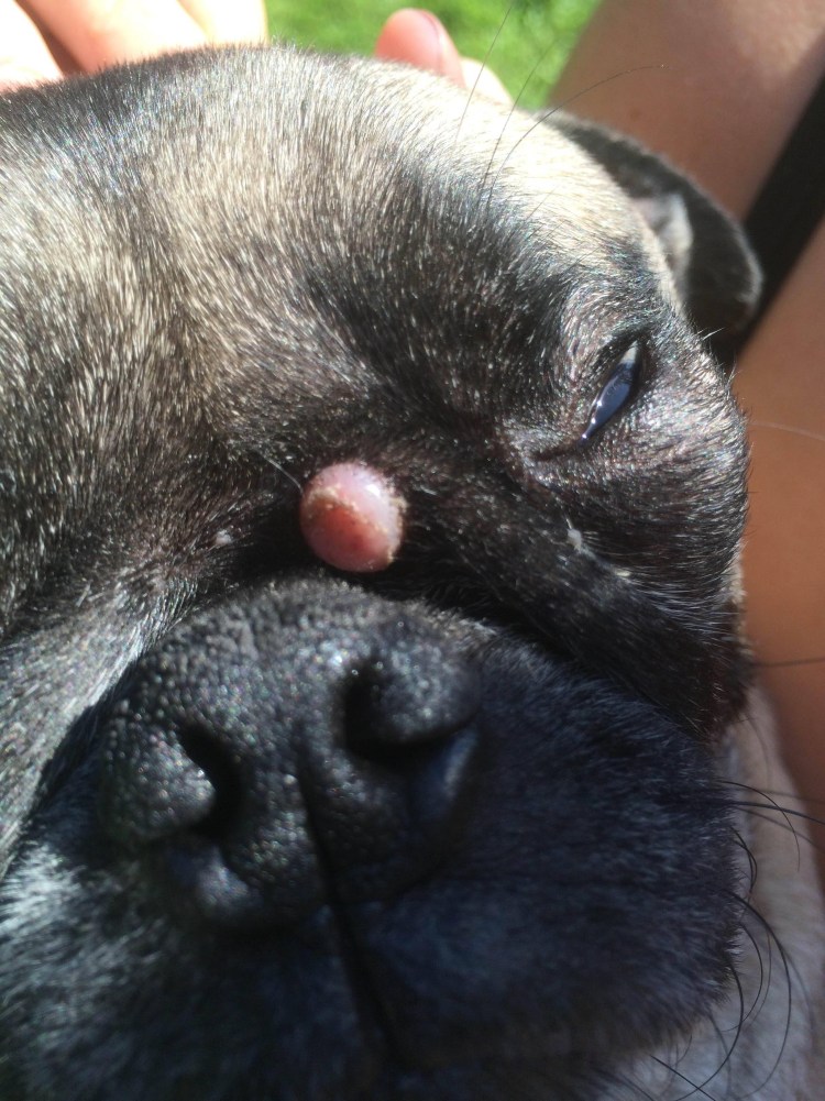 Прыщик у собаки на морде