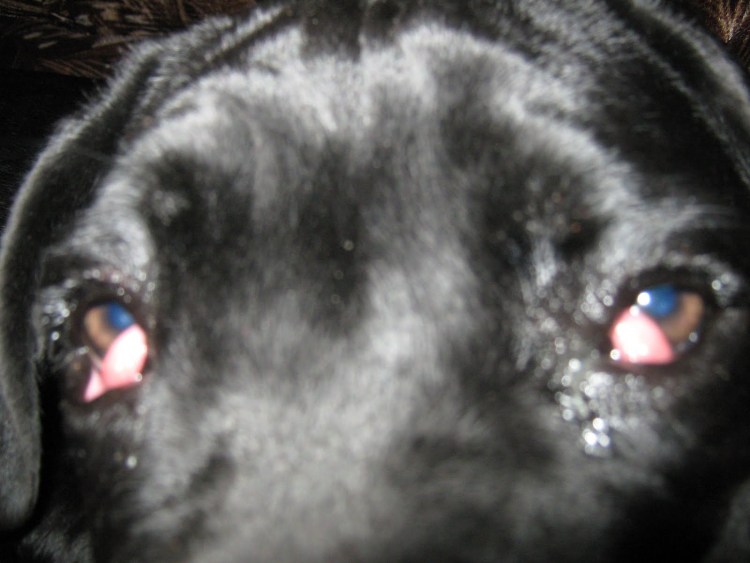 Конъюнктивит у французского бульдога