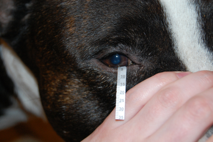 Красная волчанка у собак