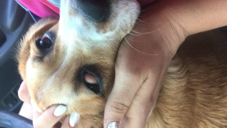 Кератоконъюнктивит Пекинес