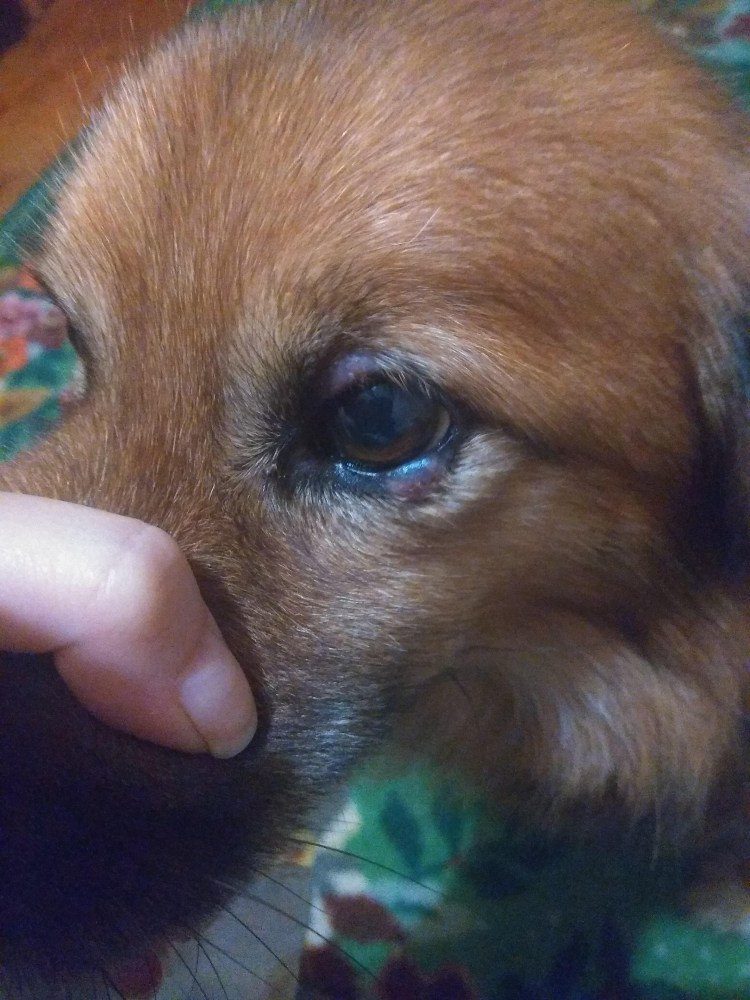 Мейбомиевый блефарит у собак