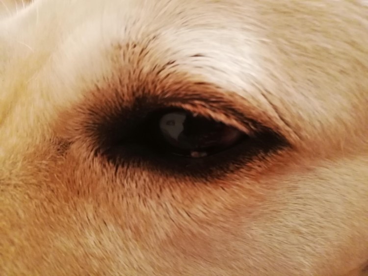 Микроспория (стригущий лишай) у собак