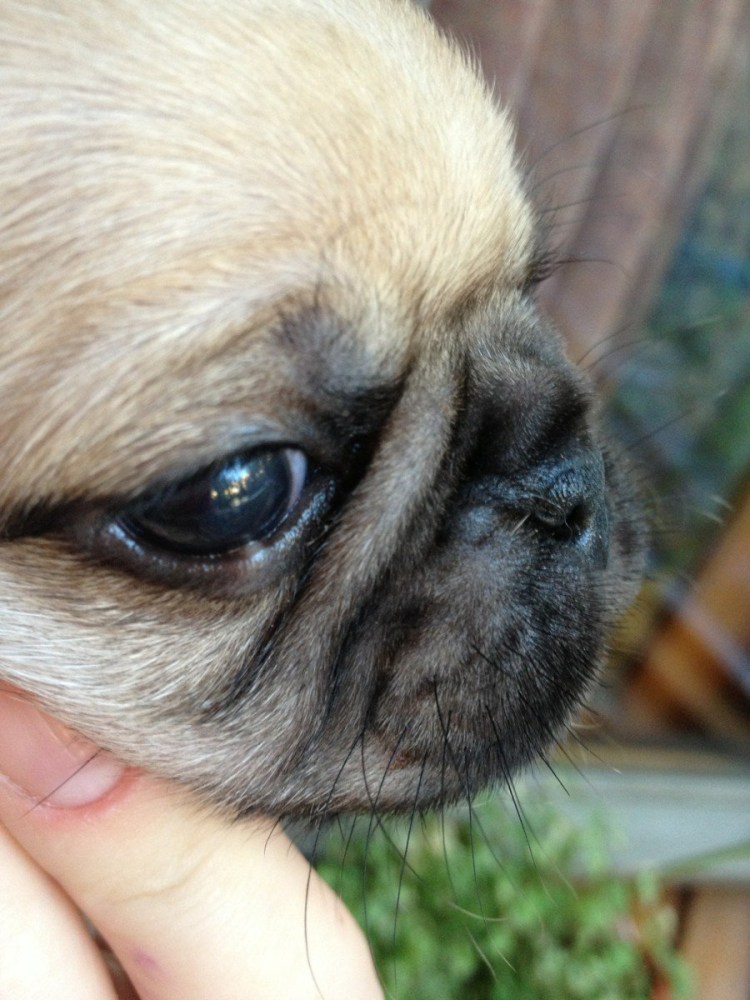 Папилломавирус у животных