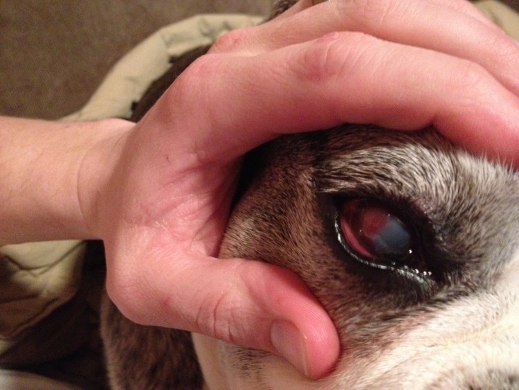 Эозинофильный кератоконъюнктивит