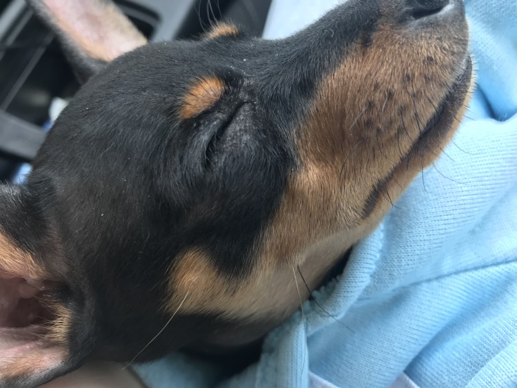 Демодекоз у йоркширского терьера