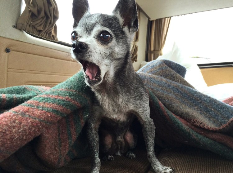 Прикольные собаки