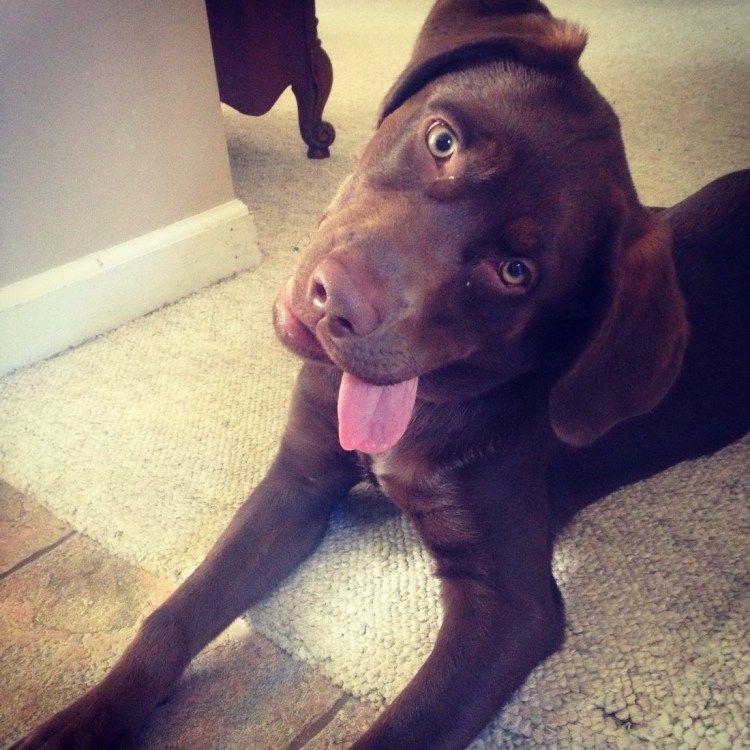 Собака залагала