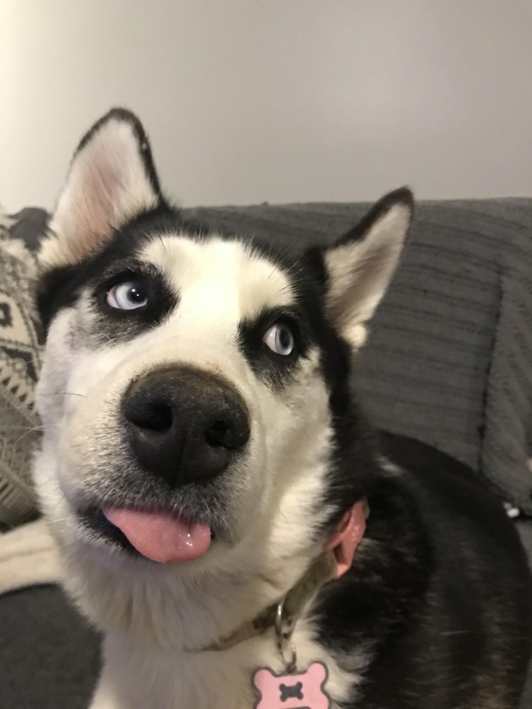 Хаски удивлен