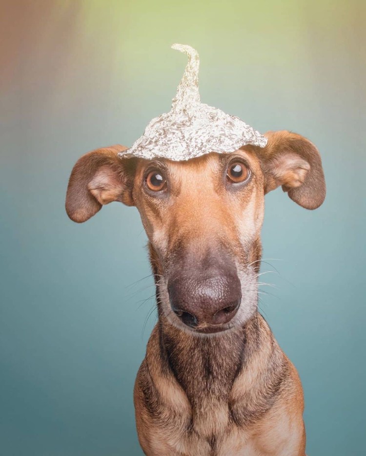 Прикольные морды собак