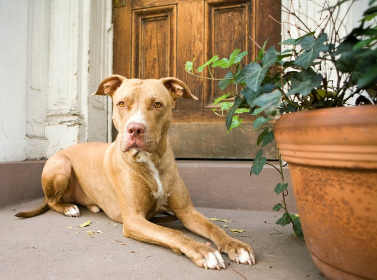 Самая глупая порода собак