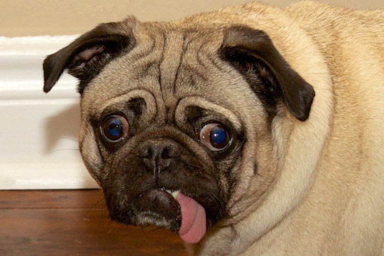 Дурацкая собака