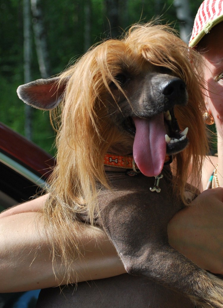 Самые глупые собаки