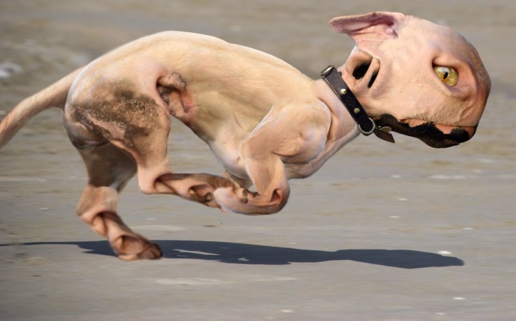 Смешные собаки фотошоп