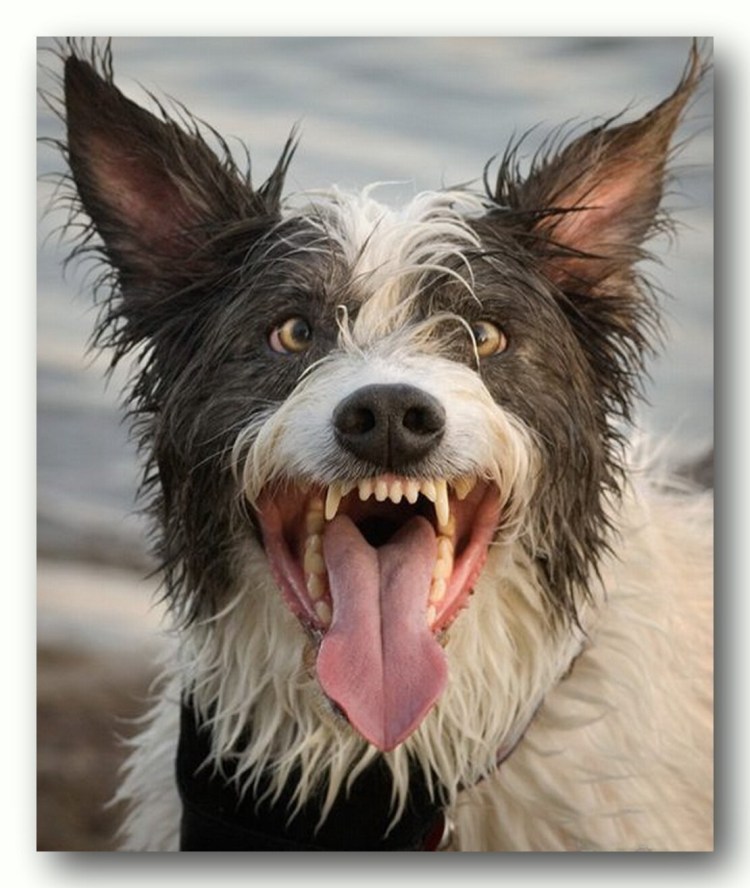 Сумасшедшая собака