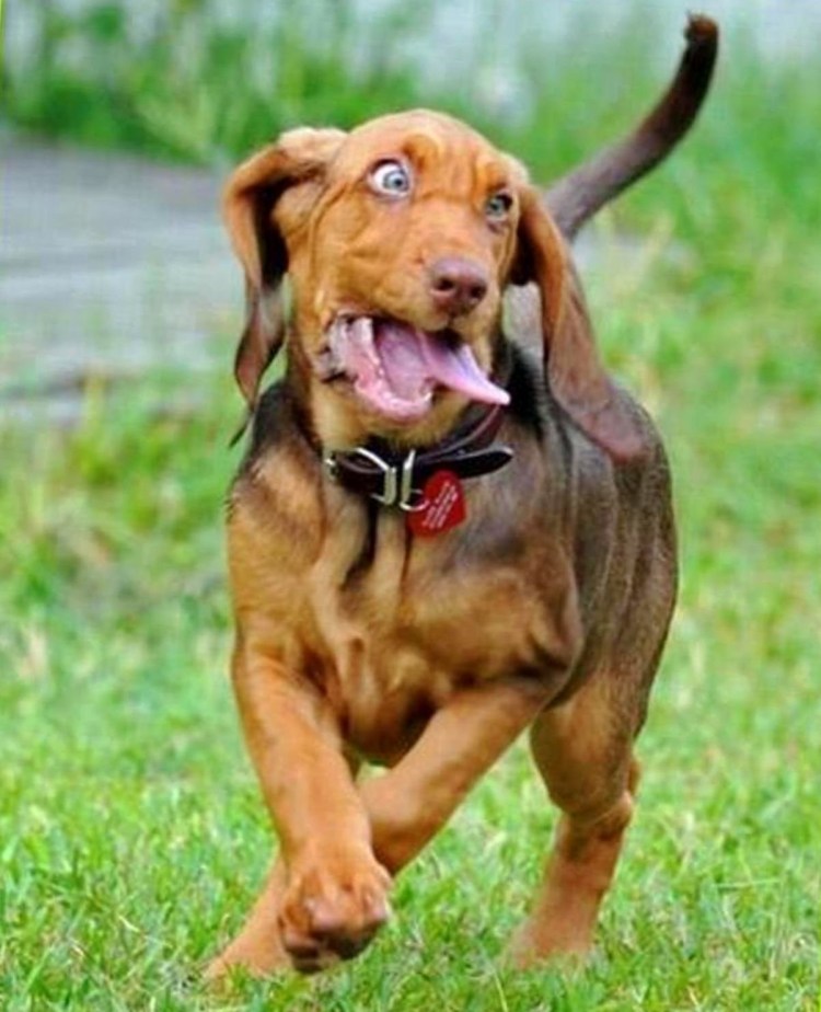 Сумасшедшая собака