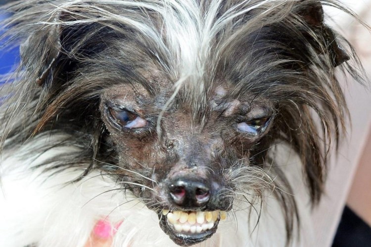 Страшная лохматая собака