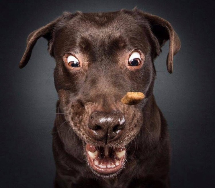 Смешные морды собак