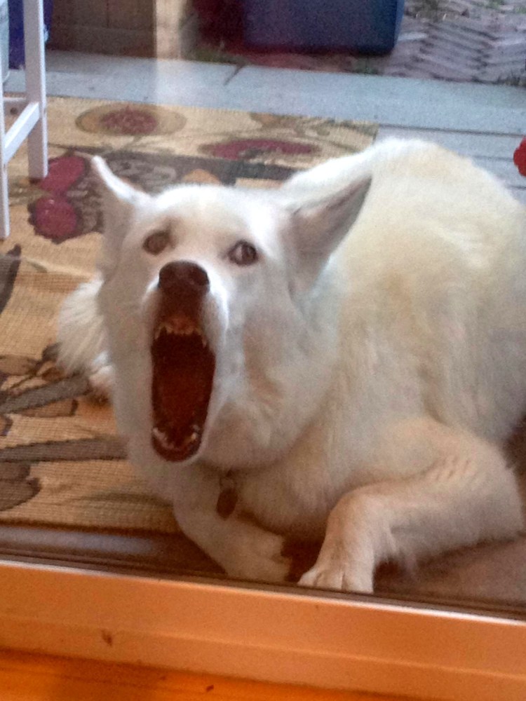 Смешные тупые собаки