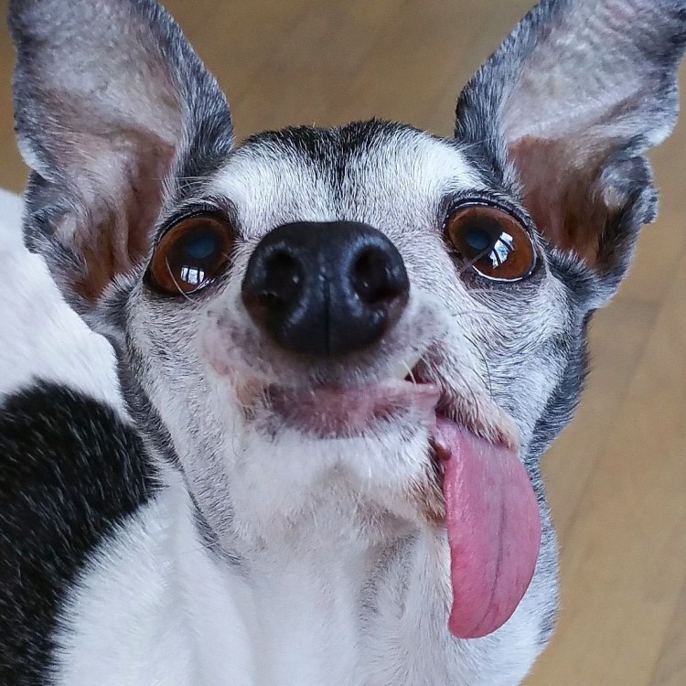 Беззубая Левретка