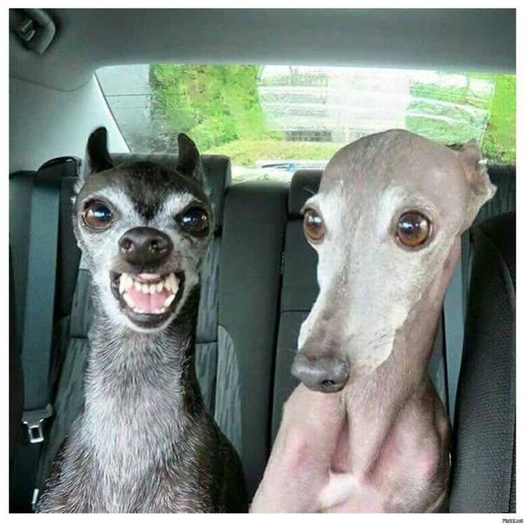 Левретка лысая собака