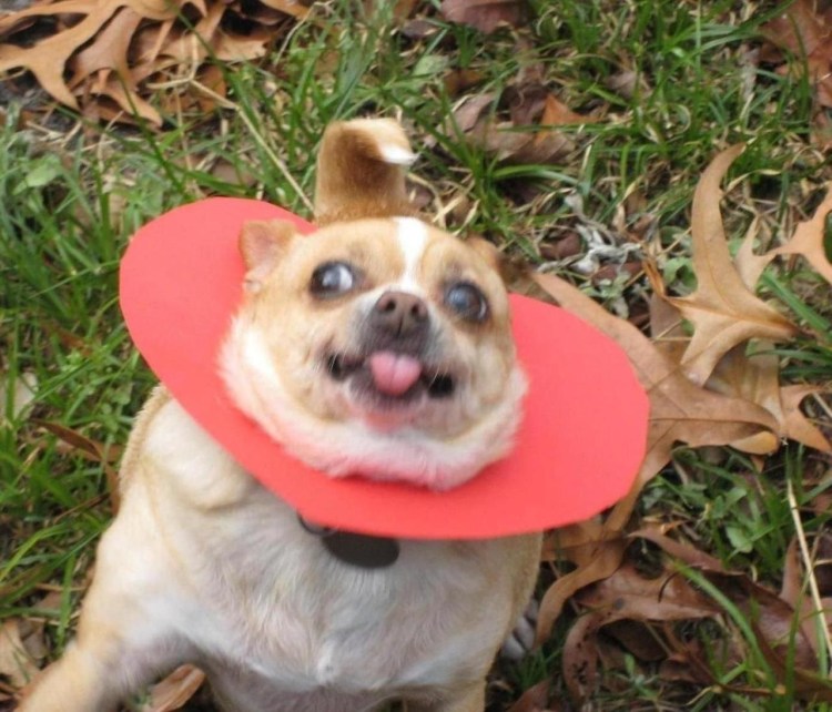 Собака в шоке