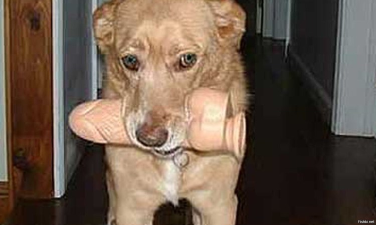 Глупенькая собачка