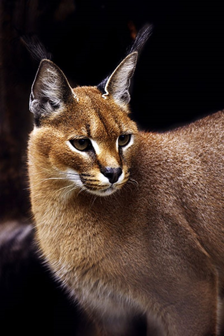 Африканский каракал