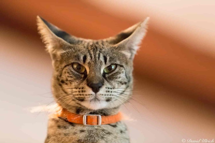 Каракал и каракет