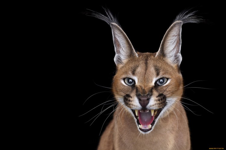 Ориентальный кот