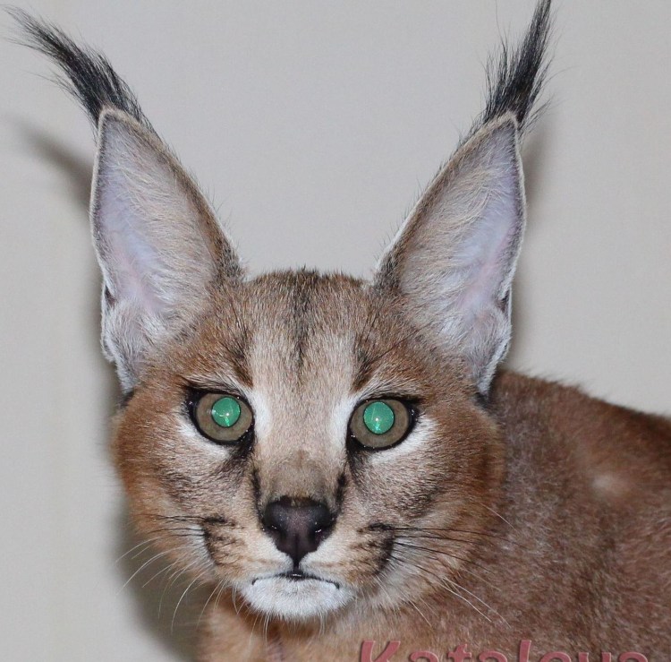 Манчкин Мейн кун помесь