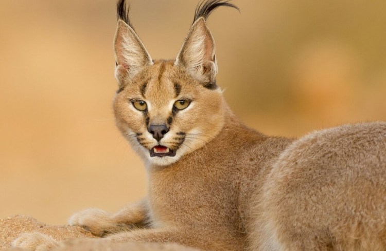 Коты ориенталы грузины