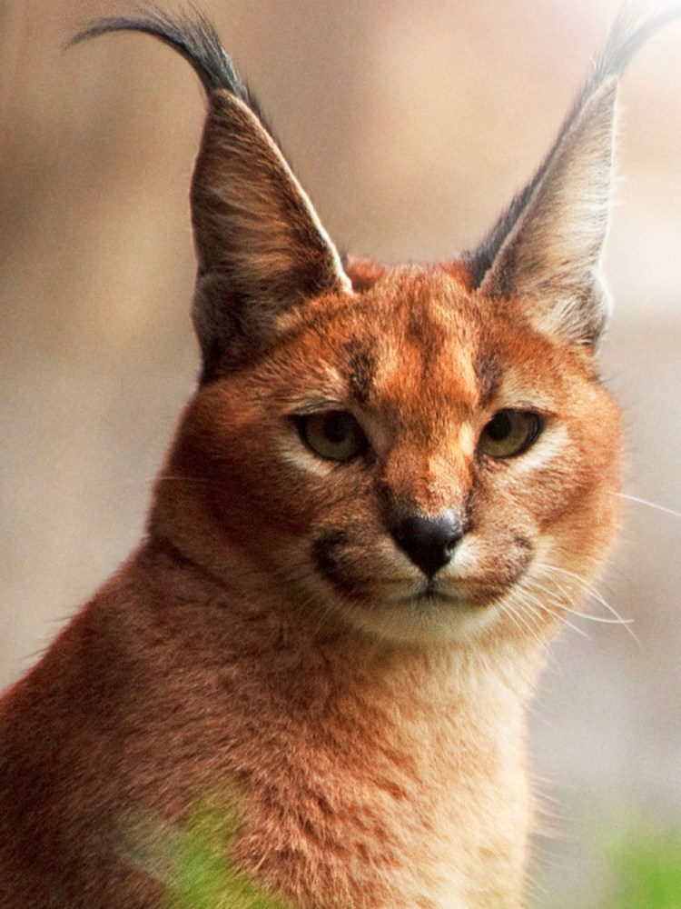 Каракал, пустынная Рысь