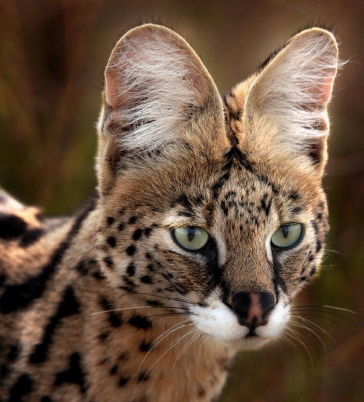 Степной кот каракал